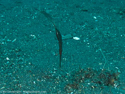 BD-090926-Lembeh-9264053-Solenostomus-cyanopterus.-Bleeker.-1854-[Ghost-pipefish].jpg